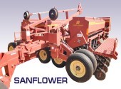 Sanflower